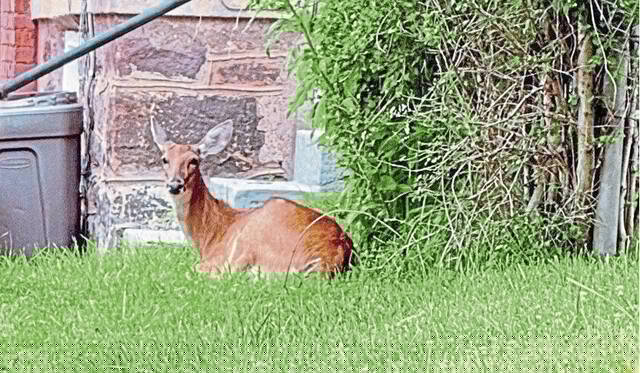 Oakmont Council approves deer management program