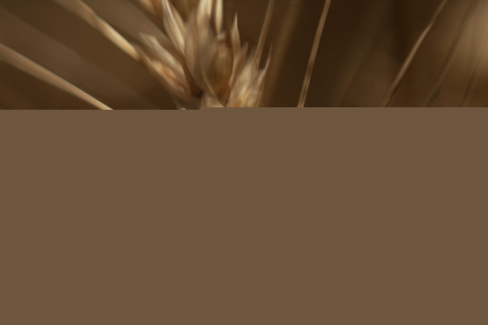 US wheat rises on Black Sea disruptions