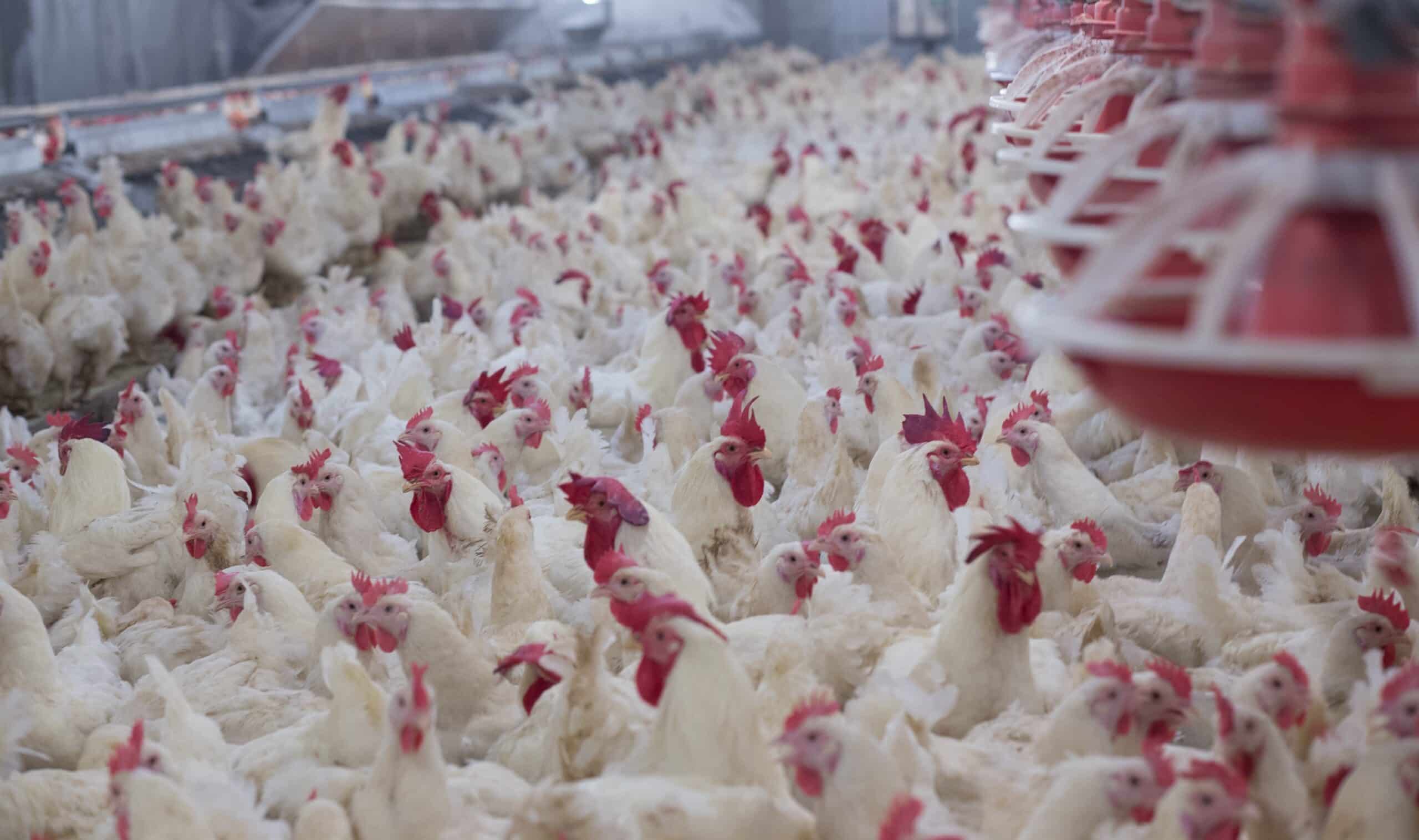 Public Development Bank Investigation slams Giant Meat Company for decades of pollution and rights violations in Indigenous communities in Ecuador