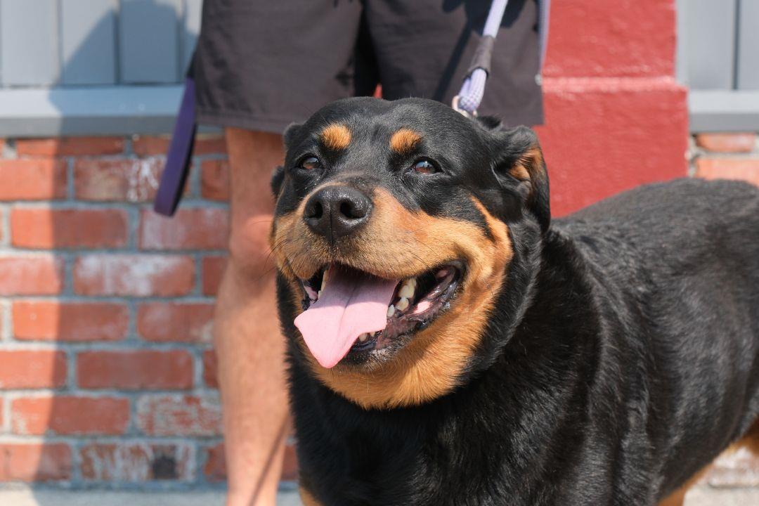 Dog bites on the rise in Clatsop County? Yes, but …