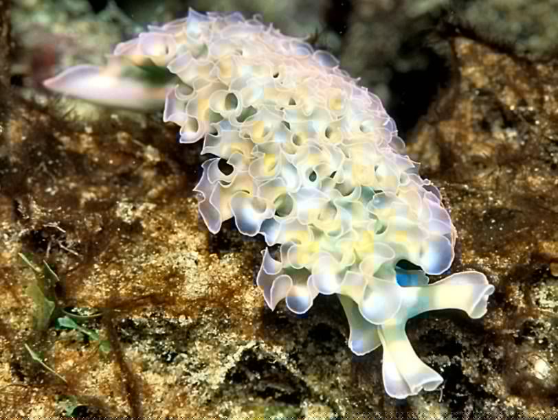 Animals - Lettuce Nudibranch