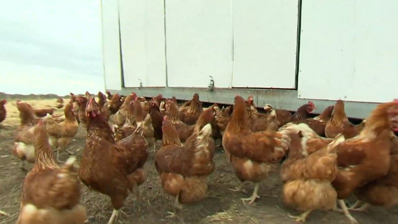 Poultry industry racing to keep H5 bird flu out of farms