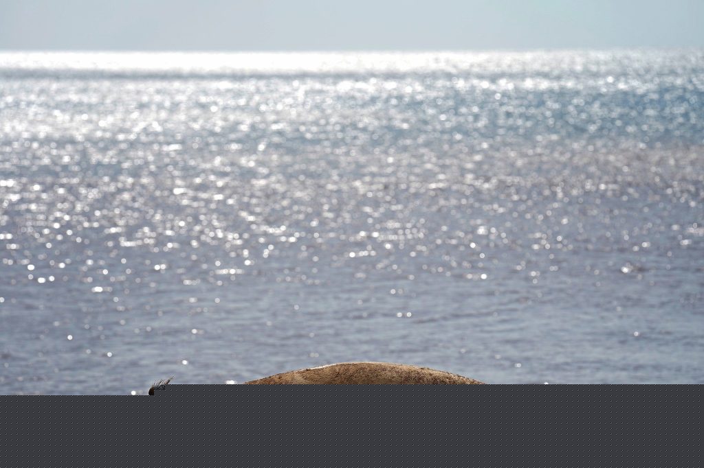 Viral Hawaiian Monk Seal Changes The Conversation On Molokaʻi