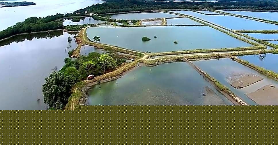 US rejects Ecuador shrimp exporters’ bid to escape countervailing duties