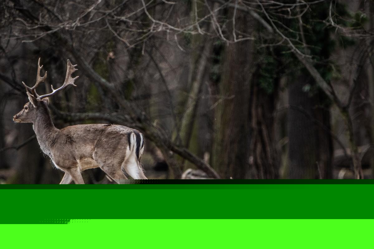 Louisiana Deer Season 2026-27: What Changed This Year