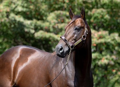 Lifetime Breeding Rights To Nyquist To Be Offered at Keeneland Championship Sale