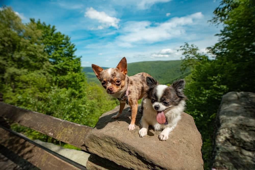 Dog Days of Summer: Pet-Friendly Places to Savor the Season