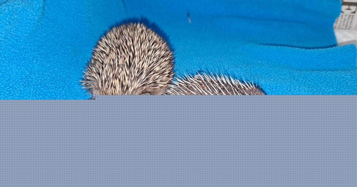Record breaking numbers of hedgehogs brought to rescue centre as temperatures soar
