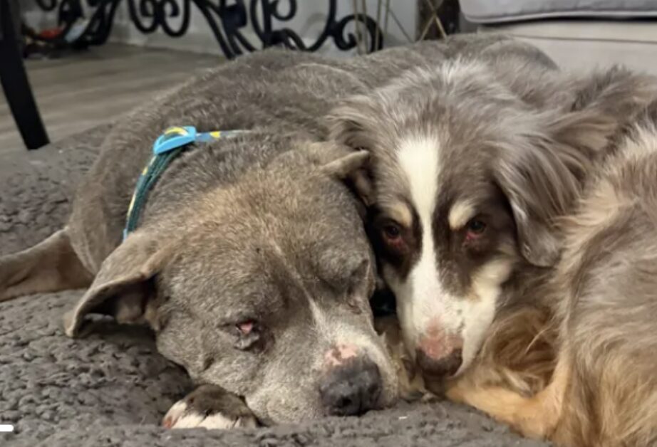 Flood-Damaged Senior Dog Sanctuary in Stamford Needs Help
