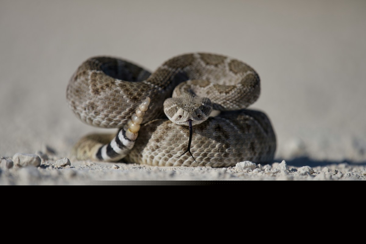 Teenager Bitten By Timber Rattlesnake In Northport