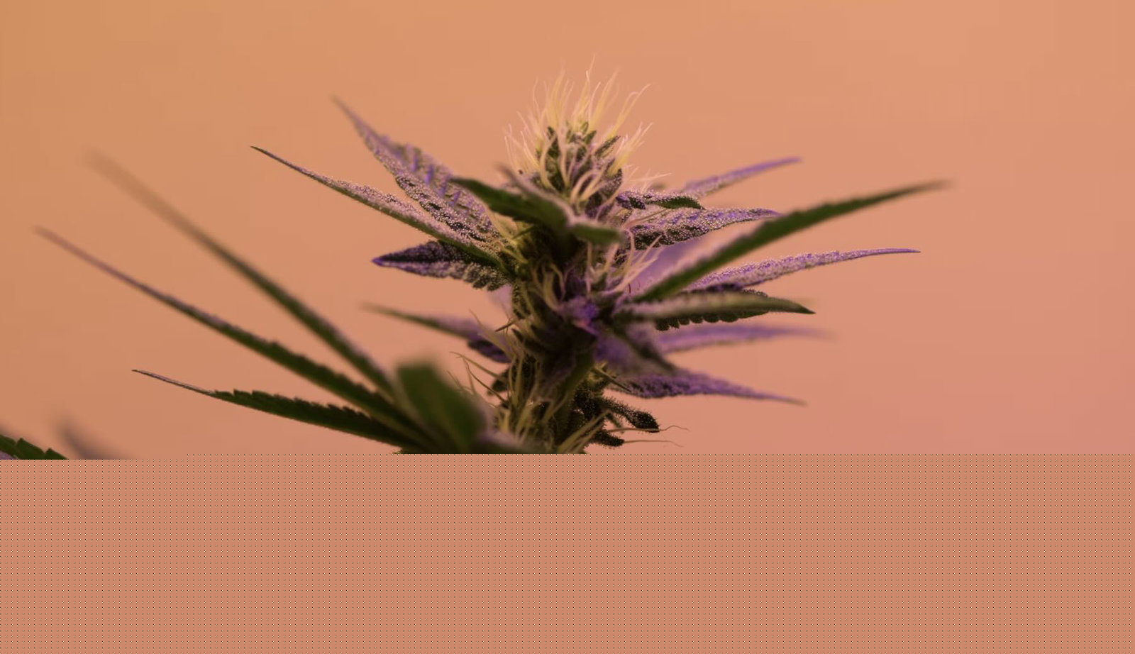 An Unexpected Discovery in Cannabis Science, Clues to Where Aliens Are Hiding, and Blasting Brain Cells with Lasers