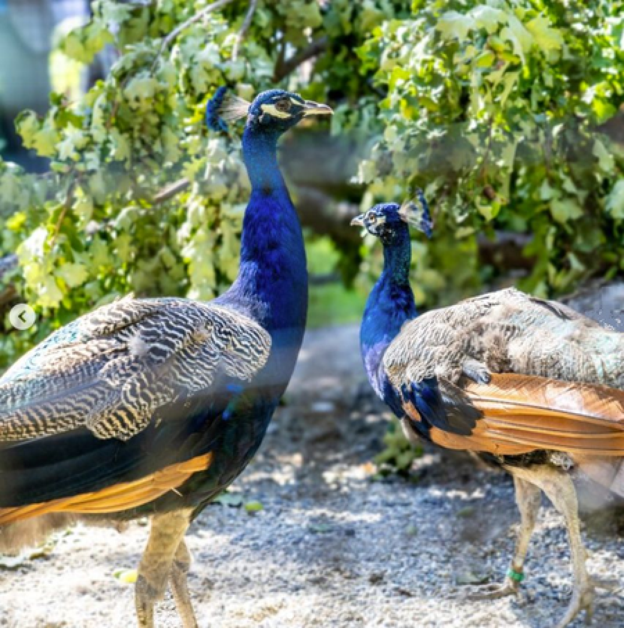 Unique Gift from India: Five Peacocks Arrive at UN Geneva