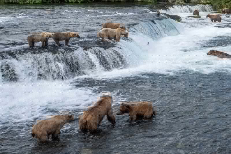It’s Katmai bear cam season! Livestream here