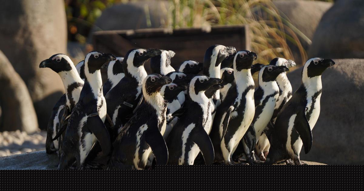 Twenty critically endangered African penguins arrive at Yorkshire Wildlife Park