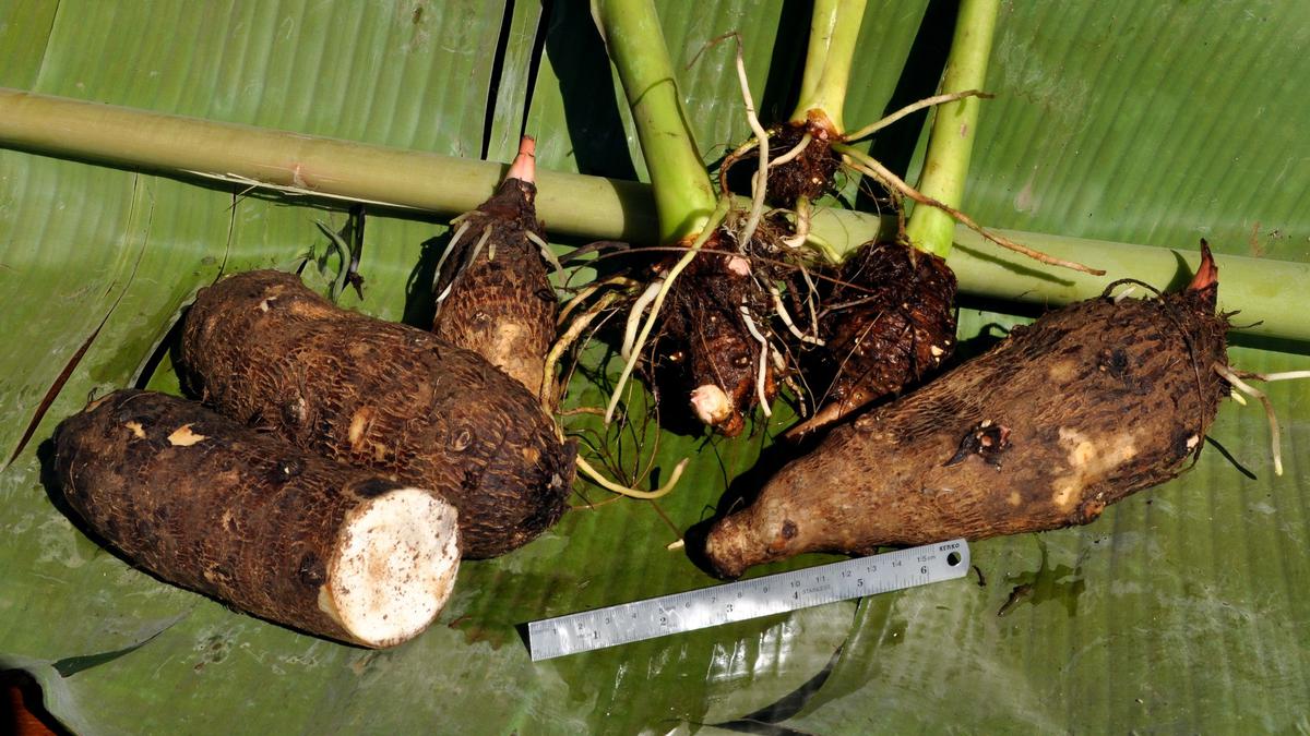 Mengenal Kimpul dan Cara Mengolahnya agar Tidak Gatal, Umbi Lokal yang Bisa Jadi Alternatif Pangan