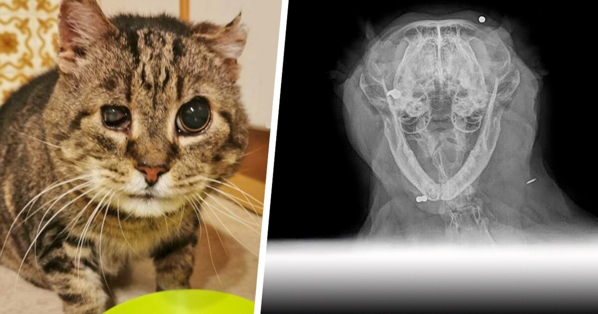 War immer verwirrter - Schrotkugeln steckten im blinden Kater „Bärli“