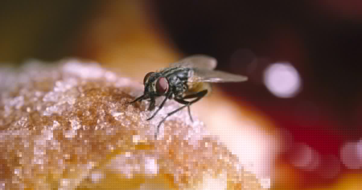 A ‘plague’ of flies is swarming UK homes — here’s how to get rid of them