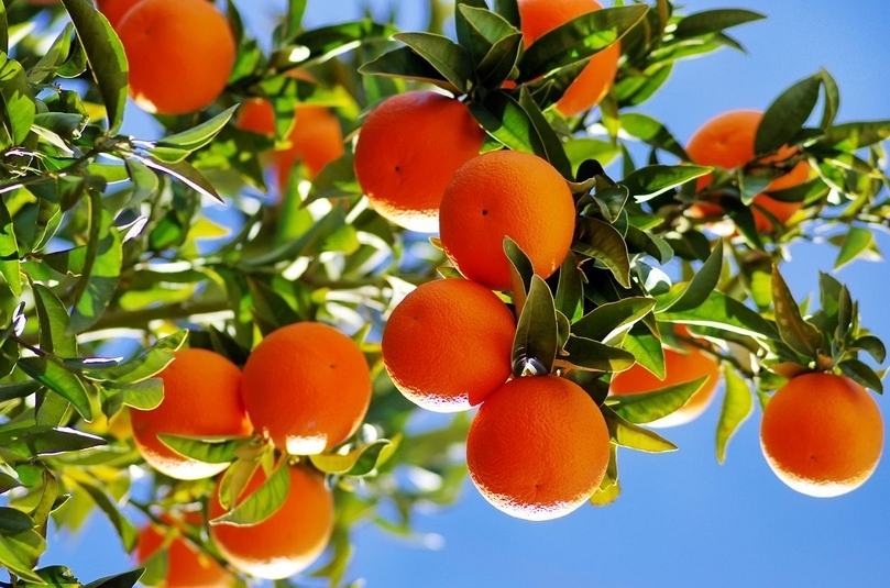 Citrus growers revise export estimates downward