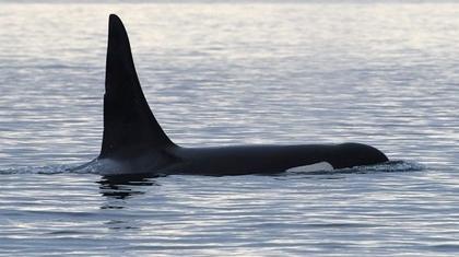 Critically endangered orca that fathered 20 babies feared dead