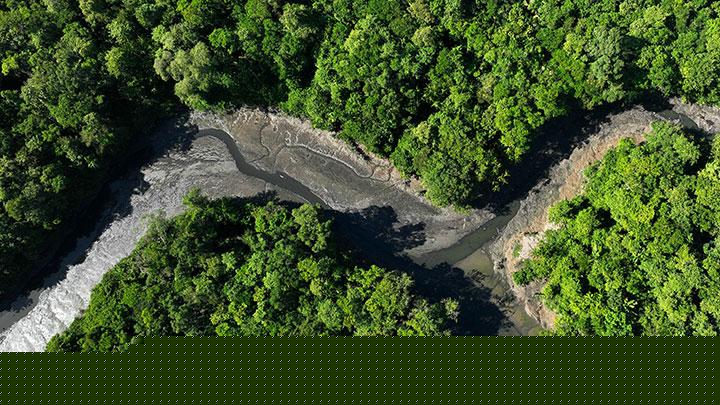 Amazon Rainforest Trees Expand in Size Due to Climate Change
