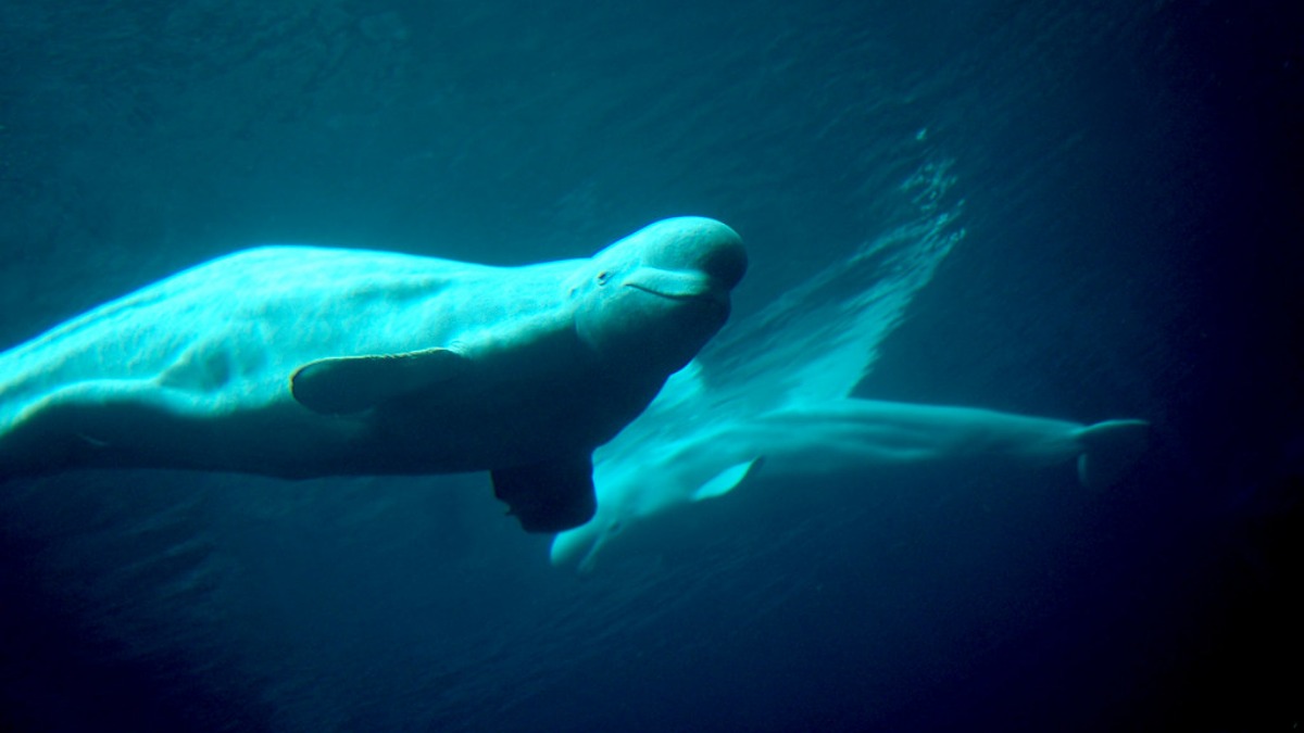 Seven More Belugas Have Survived the 2,000-Mile Journey From a Shuttered Canadian Park, yet Questions Linger About the Rest of the Pod