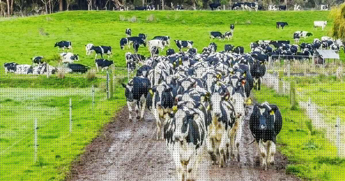High rainfall and high-tech Timboon dairy farm offered walk-in walk-out