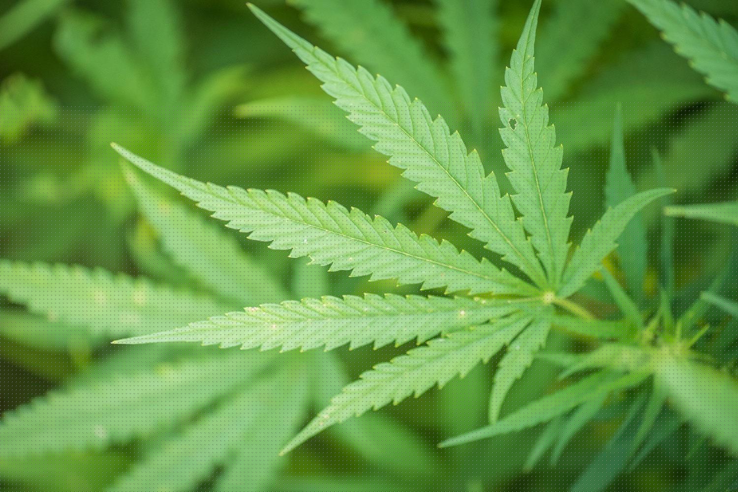 Senate Parliamentarian Rules Amendment to Strip Hemp THC Ban Delay Can Pass With 50 Votes