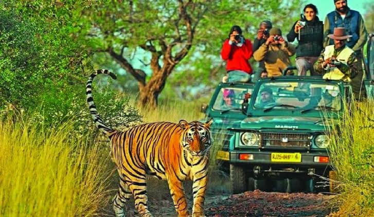 Ranthambore safari bookings see massive response with 40,000 registrations in two hours