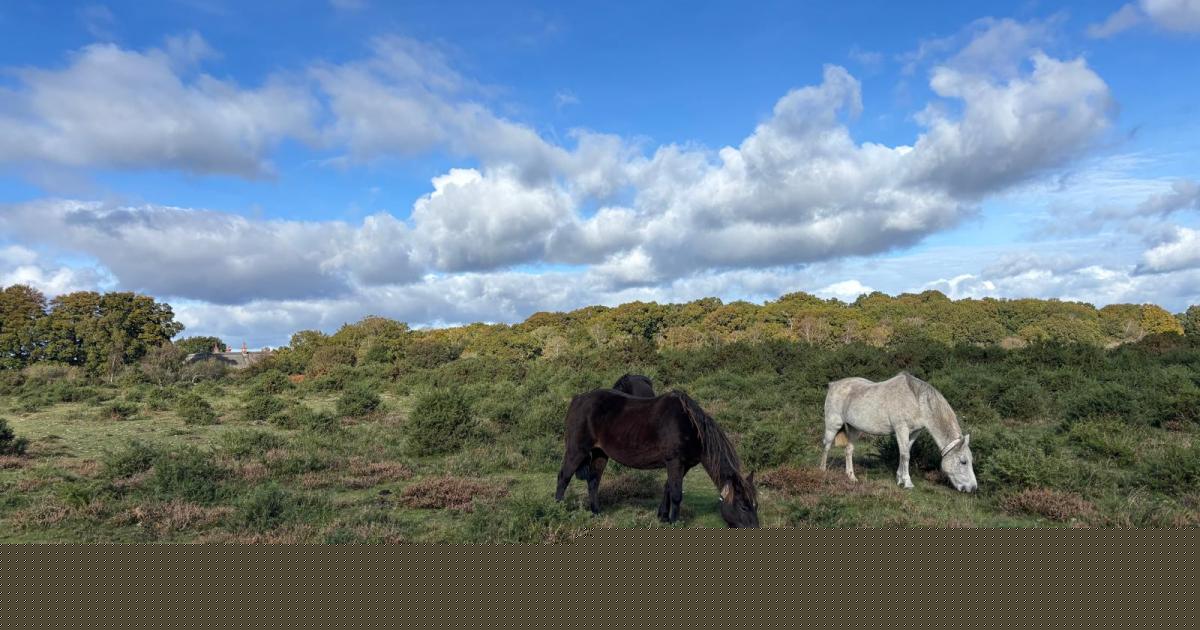 'I have now, effectively, been banned from visiting the New Forest'
