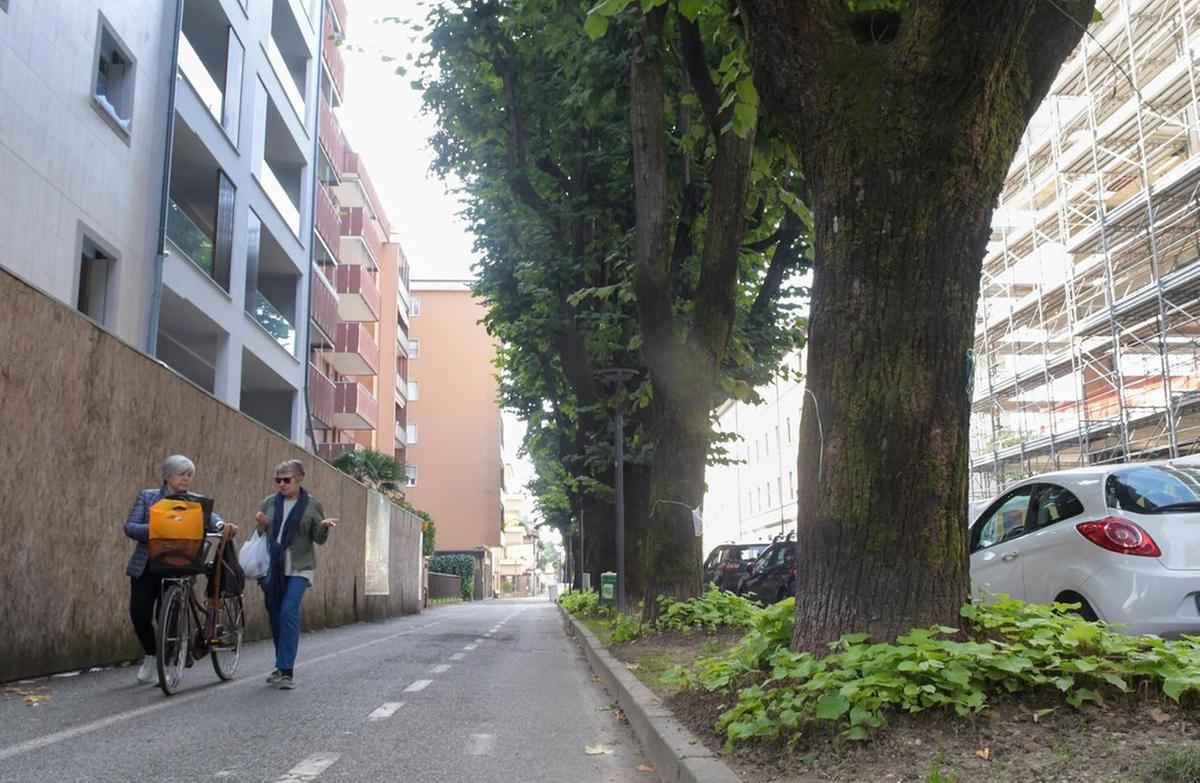 Niente passi carrai, i tigli sono salvi: "C’è l’alternativa all’abbattimento"