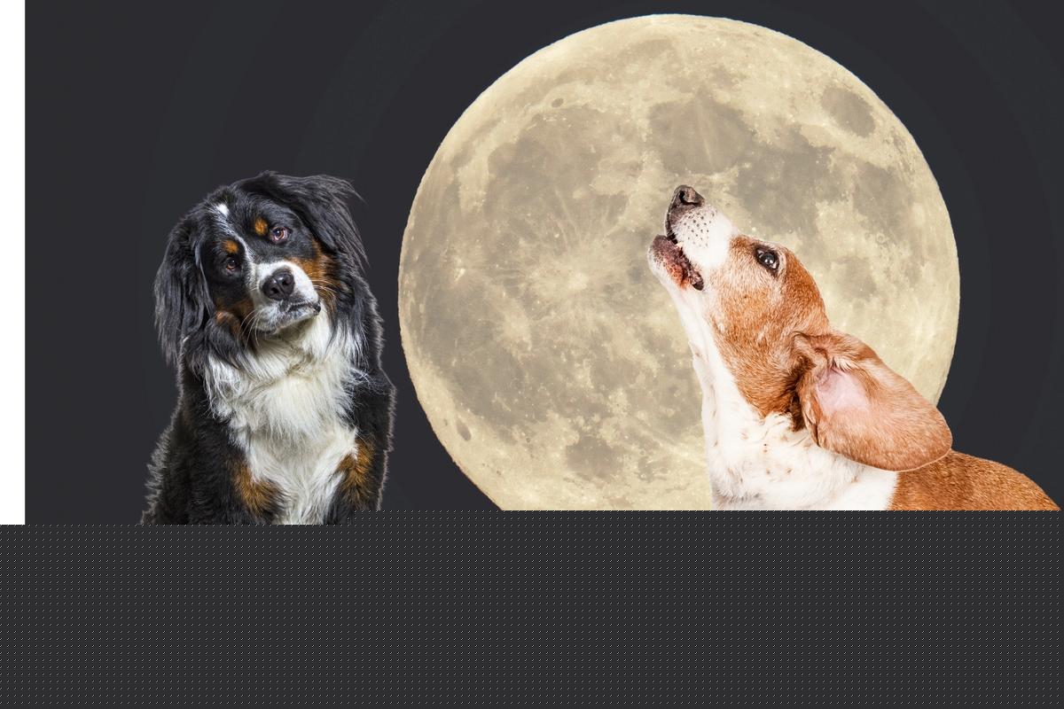 The Surprising Reason Full Moons Cause Late-Night Zoomies in Dogs