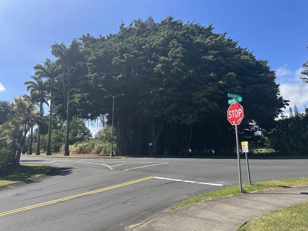 Lane Closure Scheduled Due to Tree Removal