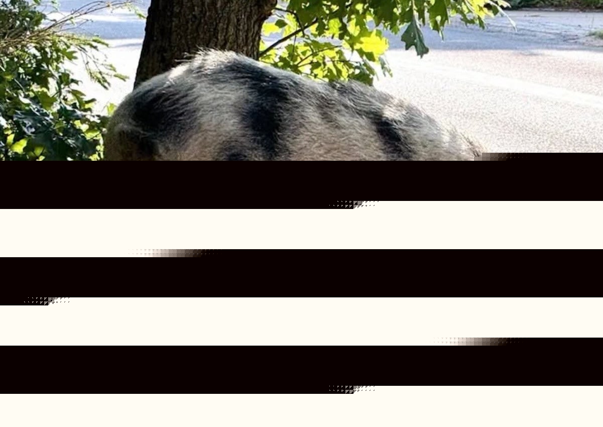 There’s a pig loose on Martha’s Vineyard, apparently