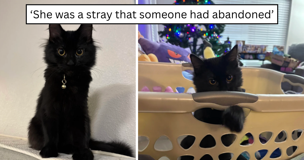 'I am so happy she came into our life': A tiny dumpster kitten rescued at just weeks old grows into a playful little lovebug and slowly wins over the grumpy resident cat