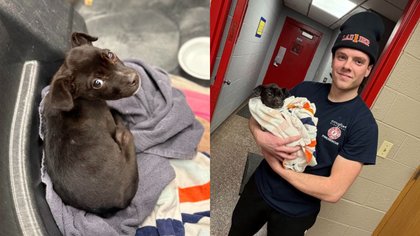 Firefighters rescue puppy found alive in back seat of abandoned burning car