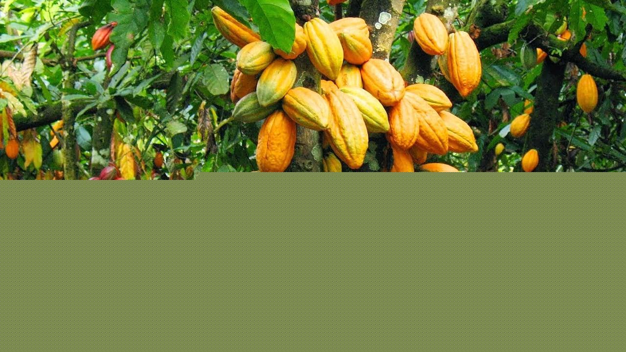 Ghana could lose position as World’s 2nd largest cocoa producer, expert warns