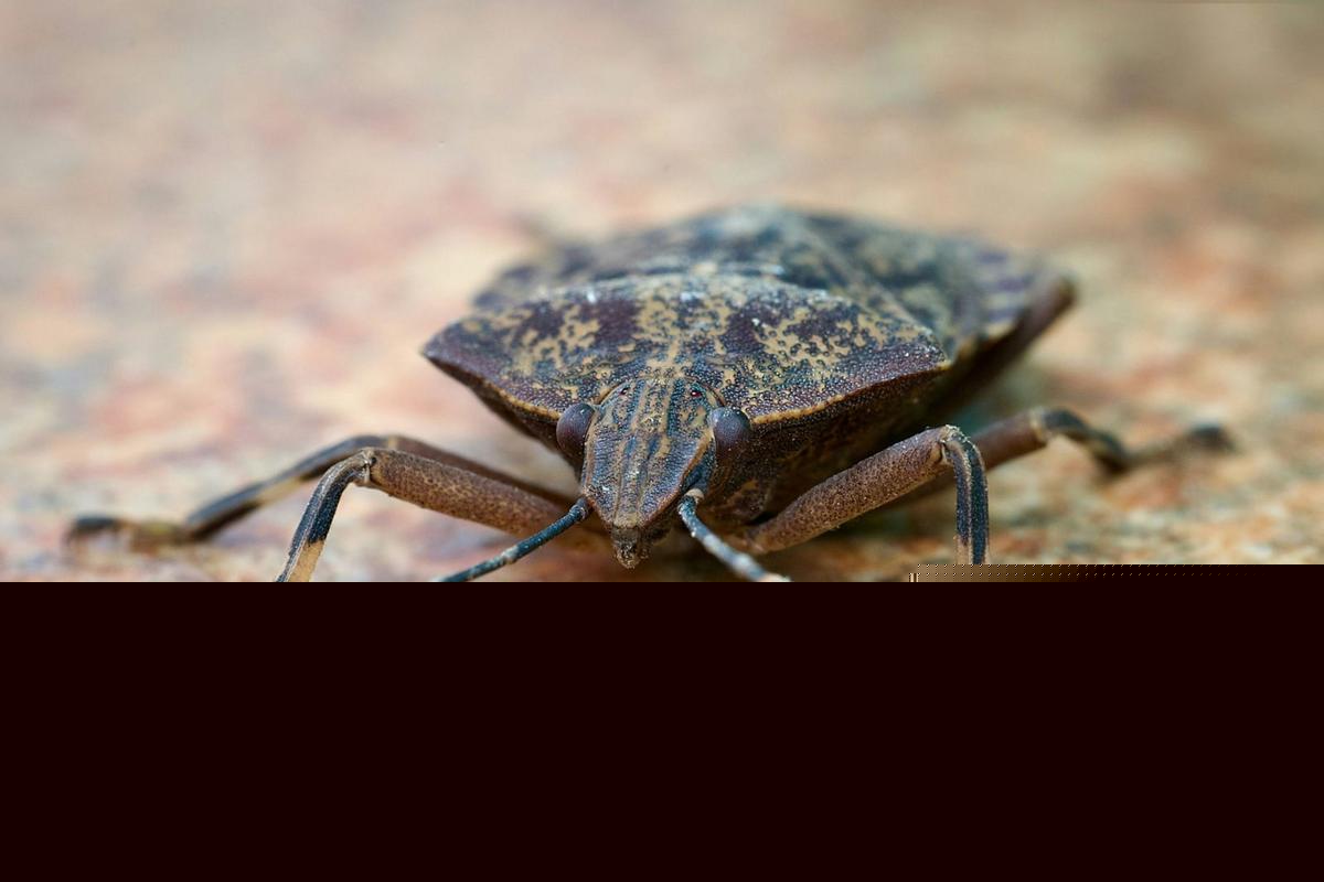 Stink Bug Season in Michigan: Why They’re Waiting to Invade