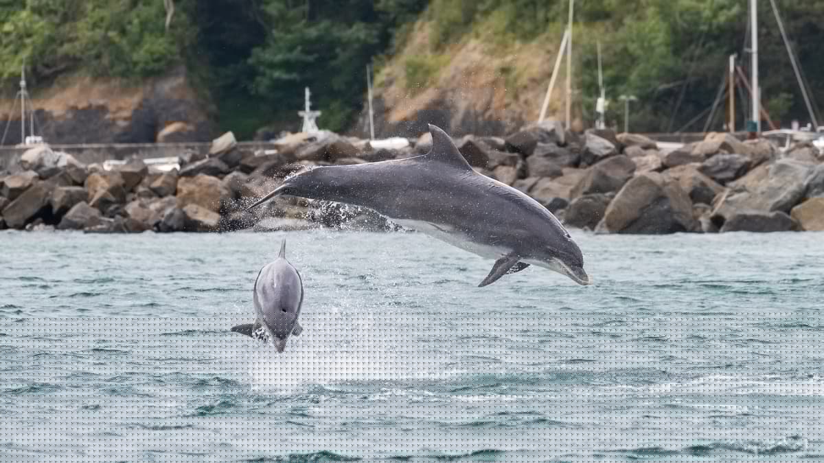 Warning over people getting too close to dolphins