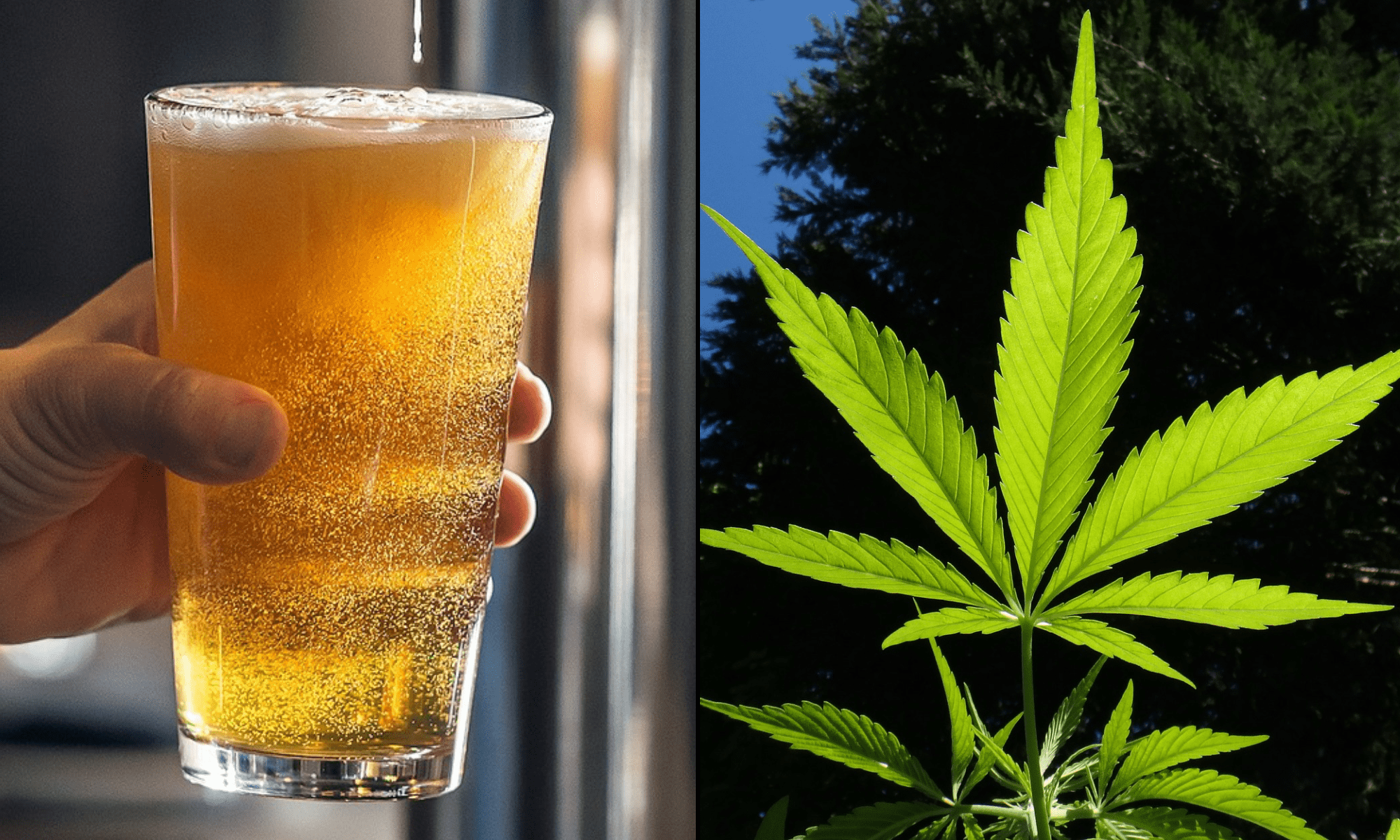 The Promise Of ‘Craft Cannabis’ Has Not Been Realized—Due To Policy Decisions Favoring Big Companies (Op-Ed)