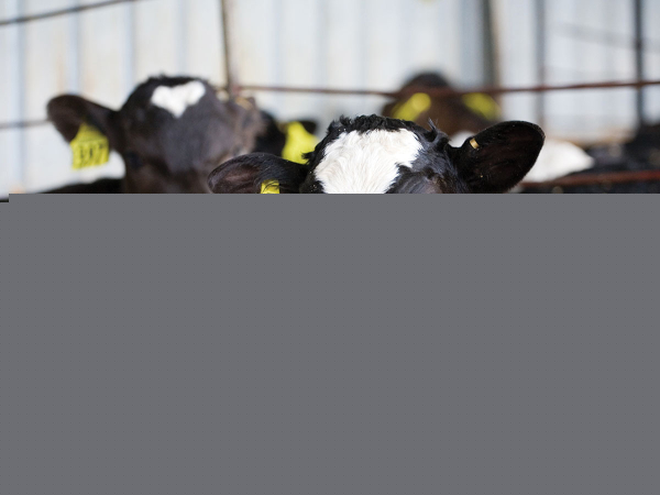 Calf Shed Design: What Farmers Need to Get Right