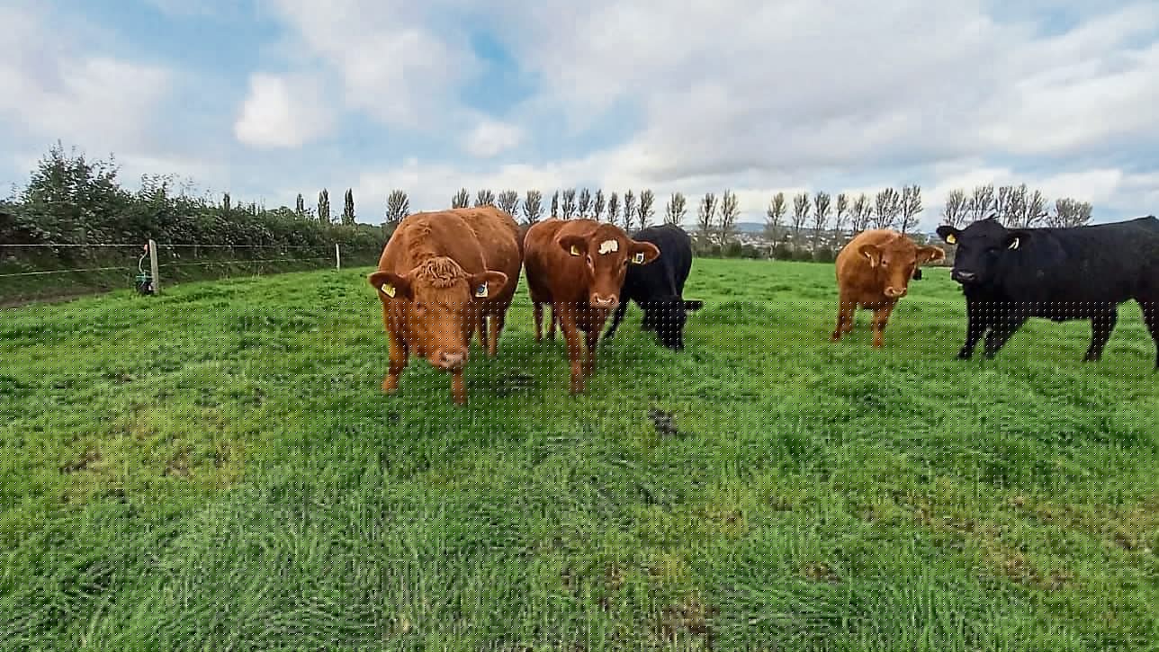 Fivemiletown cattle cull review launched as anger grows
