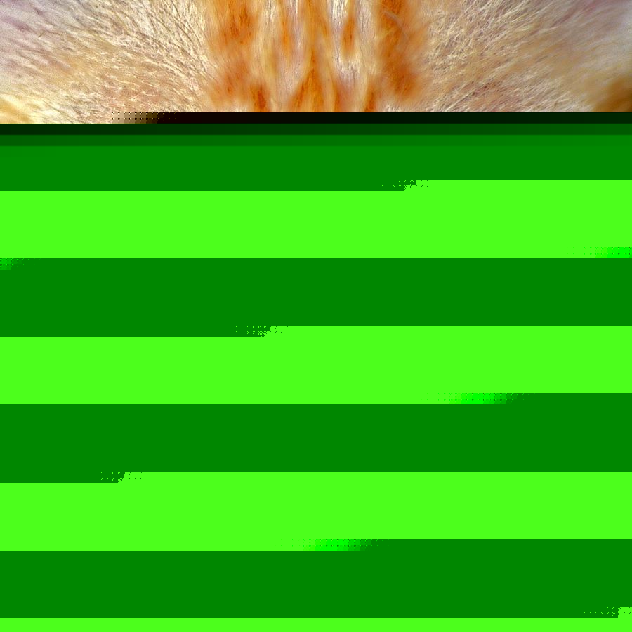 Comment on Demand Justice for Cat Allegedly Tortured to Death by Kathy