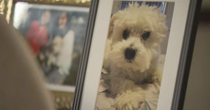Dog put down after fatal Surrey attack against another in January