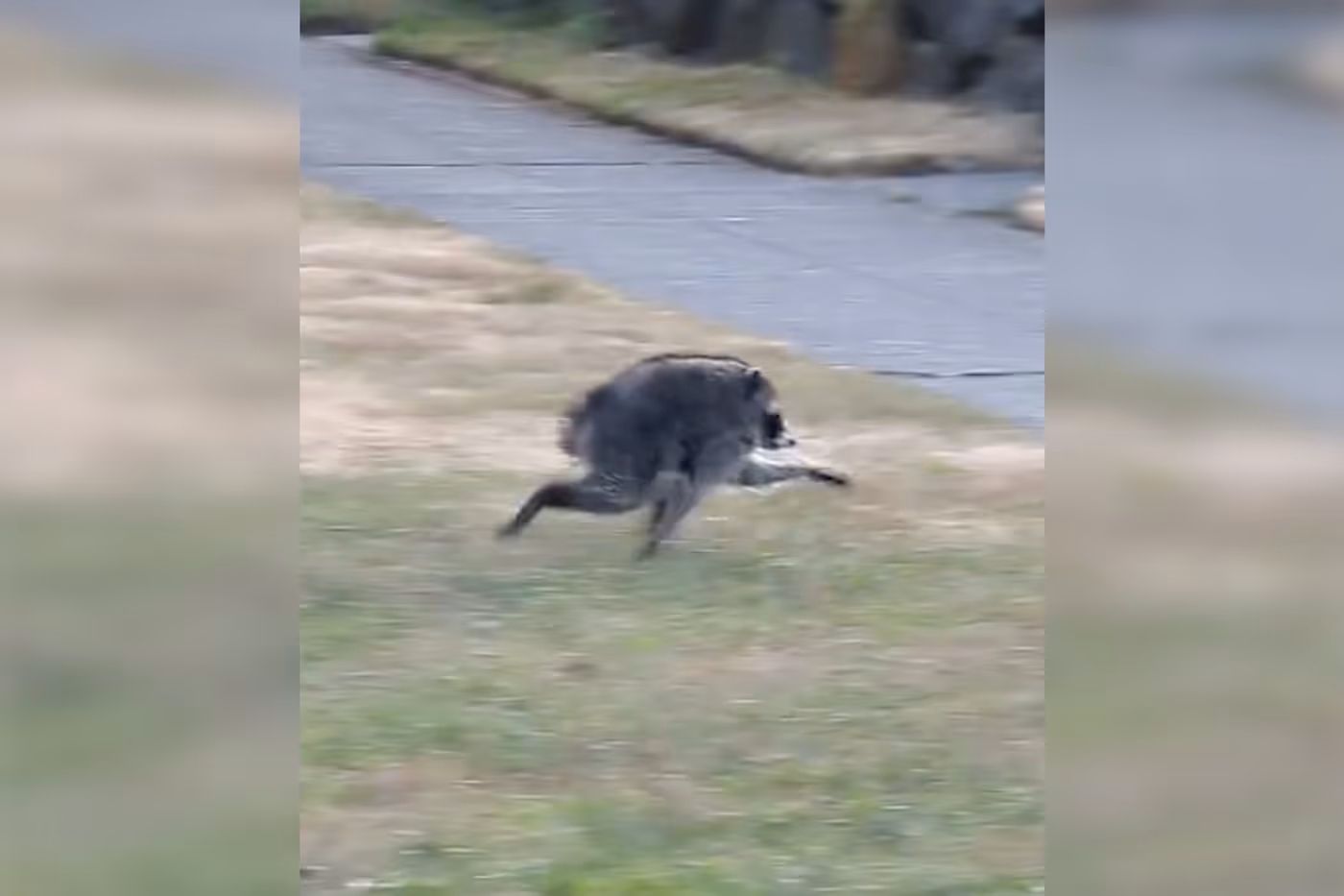 Meet ‘Jimothy,’ the most famous raccoon on the internet