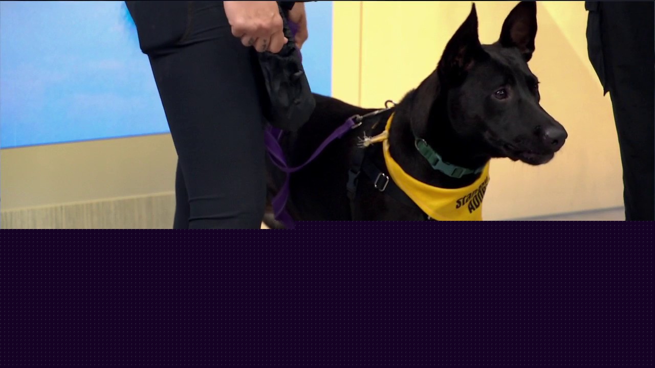 Adopt-A-Pet: Meet Sagie