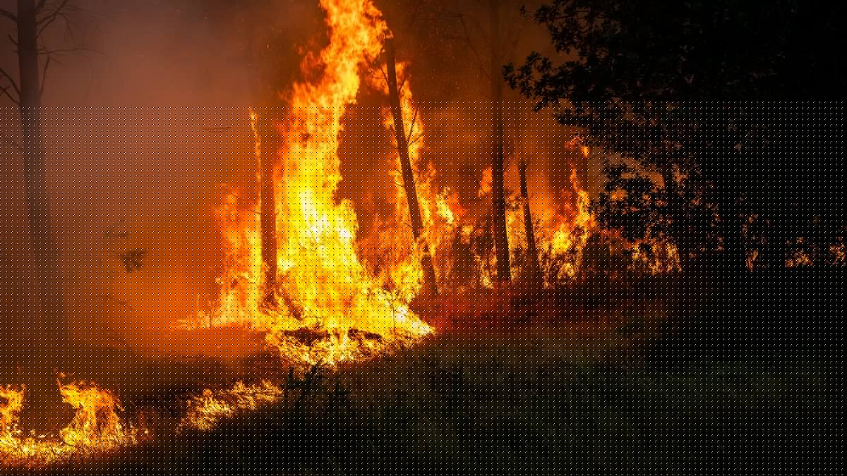 Il était nu au milieu du brasier, un pyromane a été arrêté près de Saint-Tropez après avoir déclenché un incendie de 5 000 m²