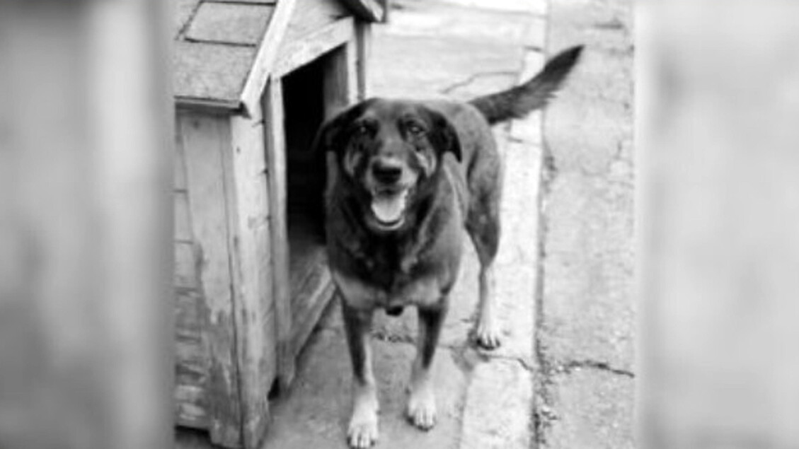 L'uccisione del cane Orelha scuote il Brasile che chiede giustizia