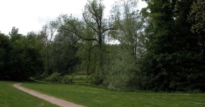 Travaux au Bois du Drape à Braine-l’Alleud : plusieurs arbres abattus