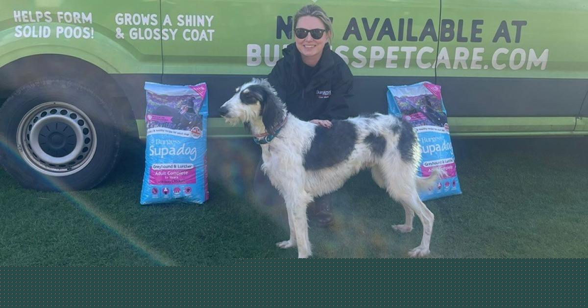 The simple way you can help feed rescue dogs this week