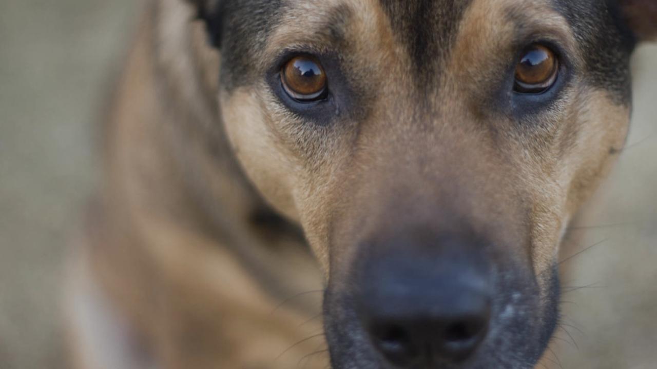 Forest walks for dogs: hidden risks that can damage vital organs